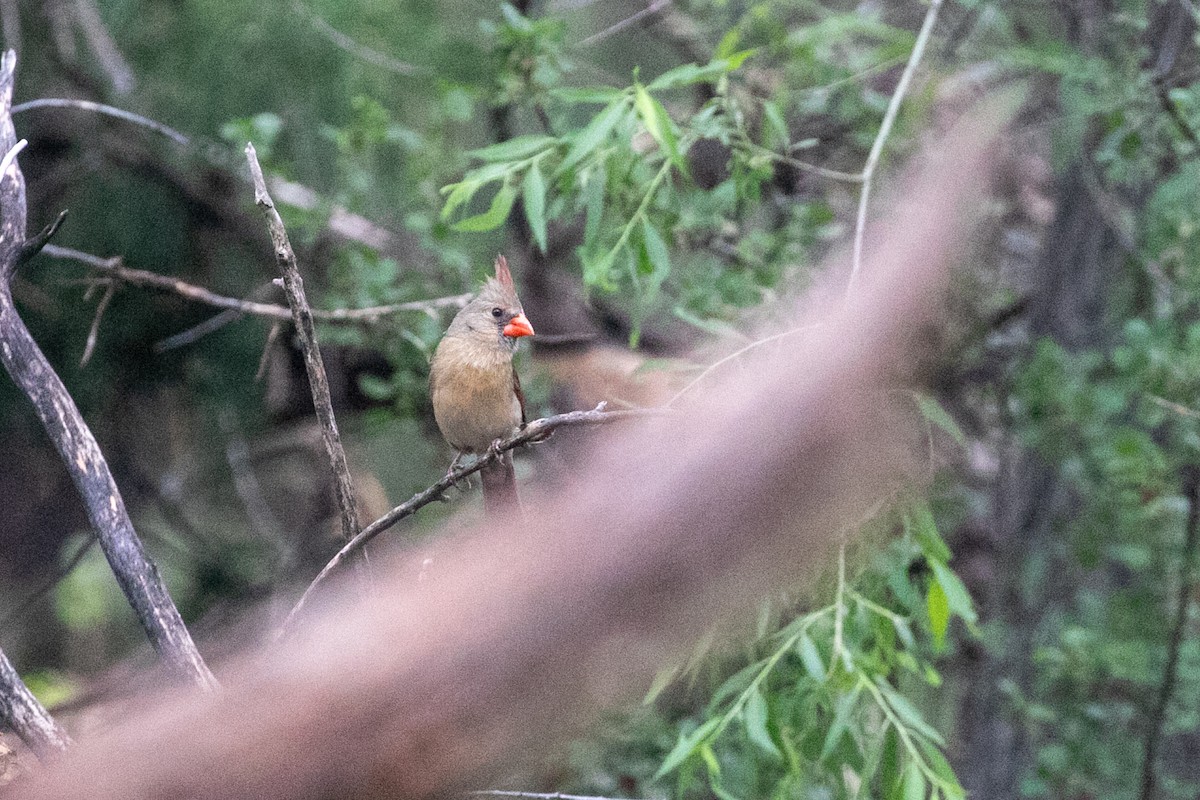 Northern Cardinal - ML659080016