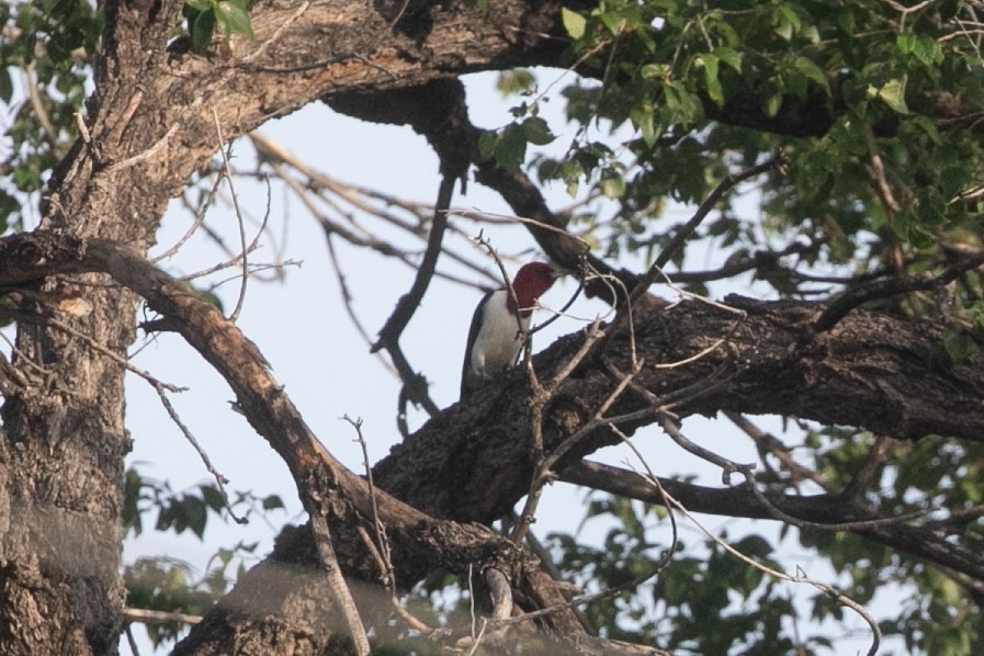 Red-headed Woodpecker - ML659080084