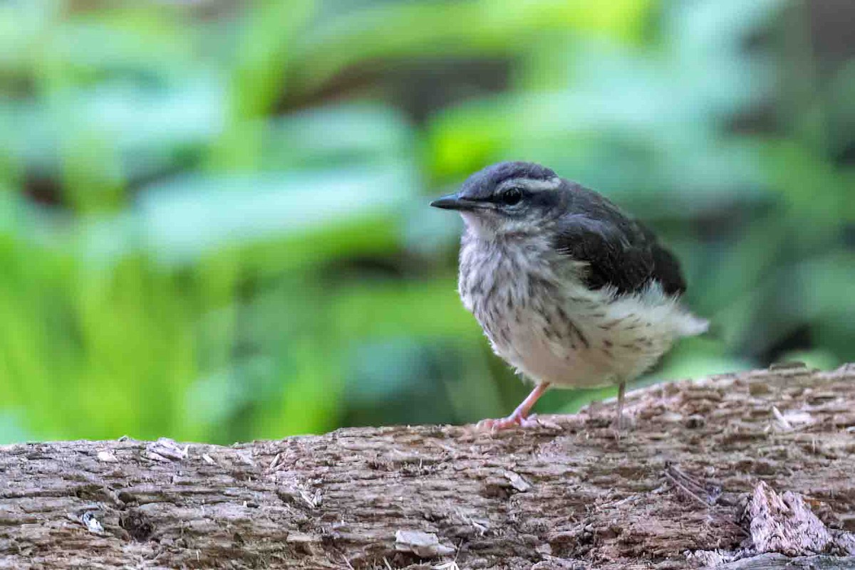 Louisiana Waterthrush - ML659080325
