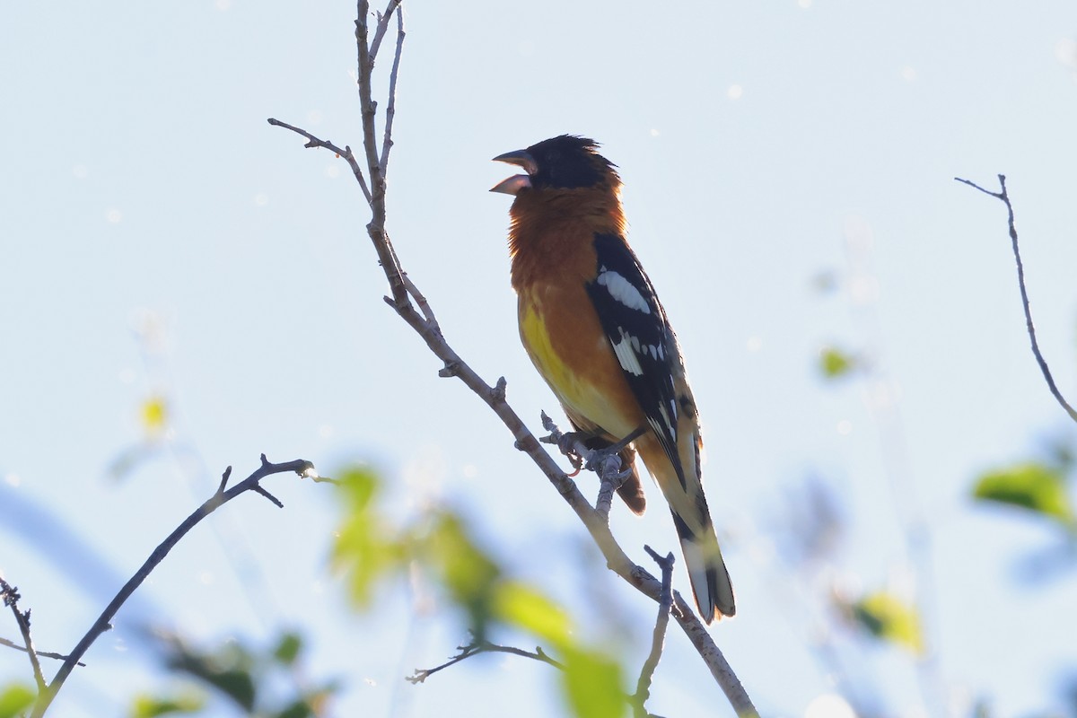 Black-headed Grosbeak - ML659081310