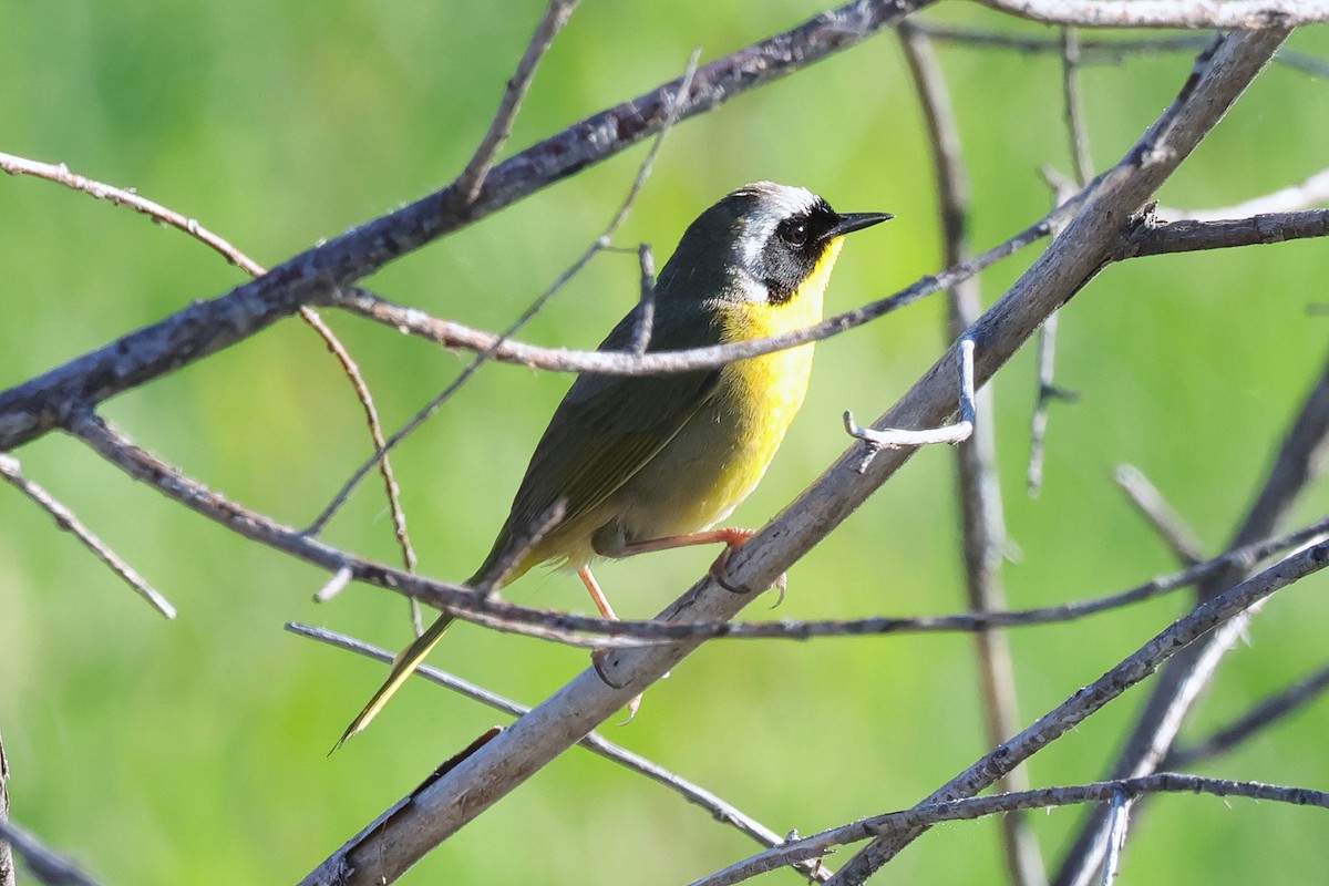Common Yellowthroat - ML659081312