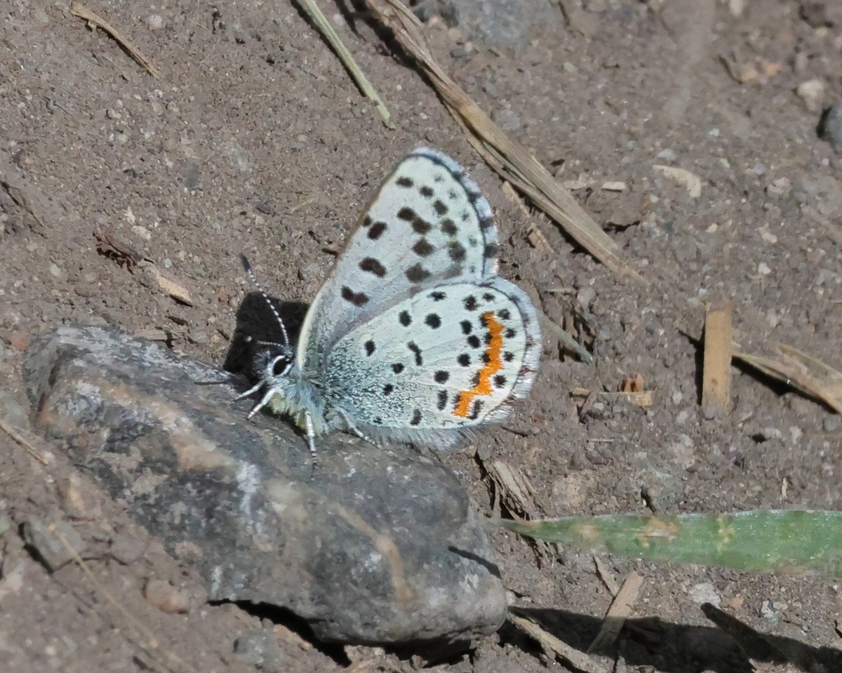 Cascadia Blue - ML659081726