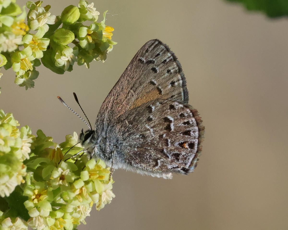 Behr's Hairstreak - ML659081753