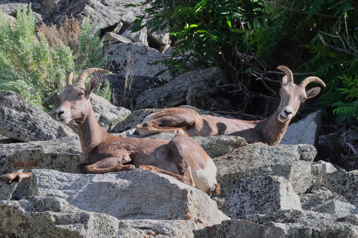 Rocky Mountain Bighorn Sheep - ML659081754