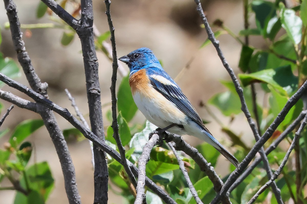 Lazuli Bunting - ML659081931