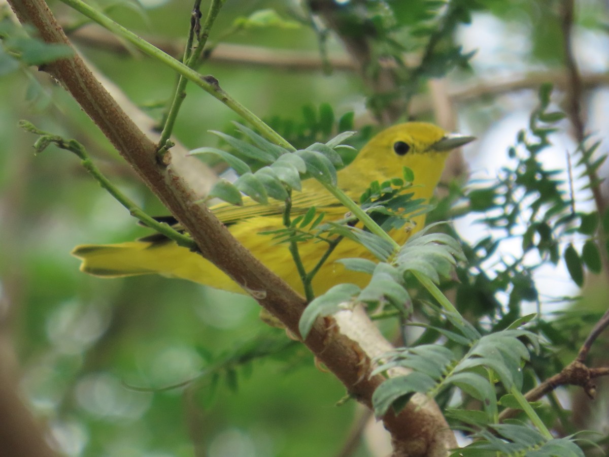 Mangrove Yellow Warbler (Panama) - ML659082033