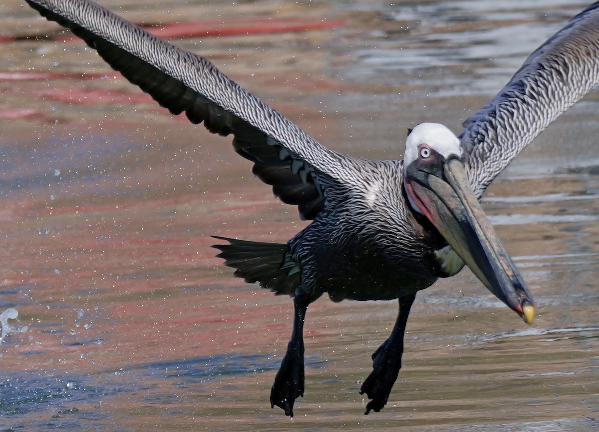 Pélican brun (californicus) - ML659082493