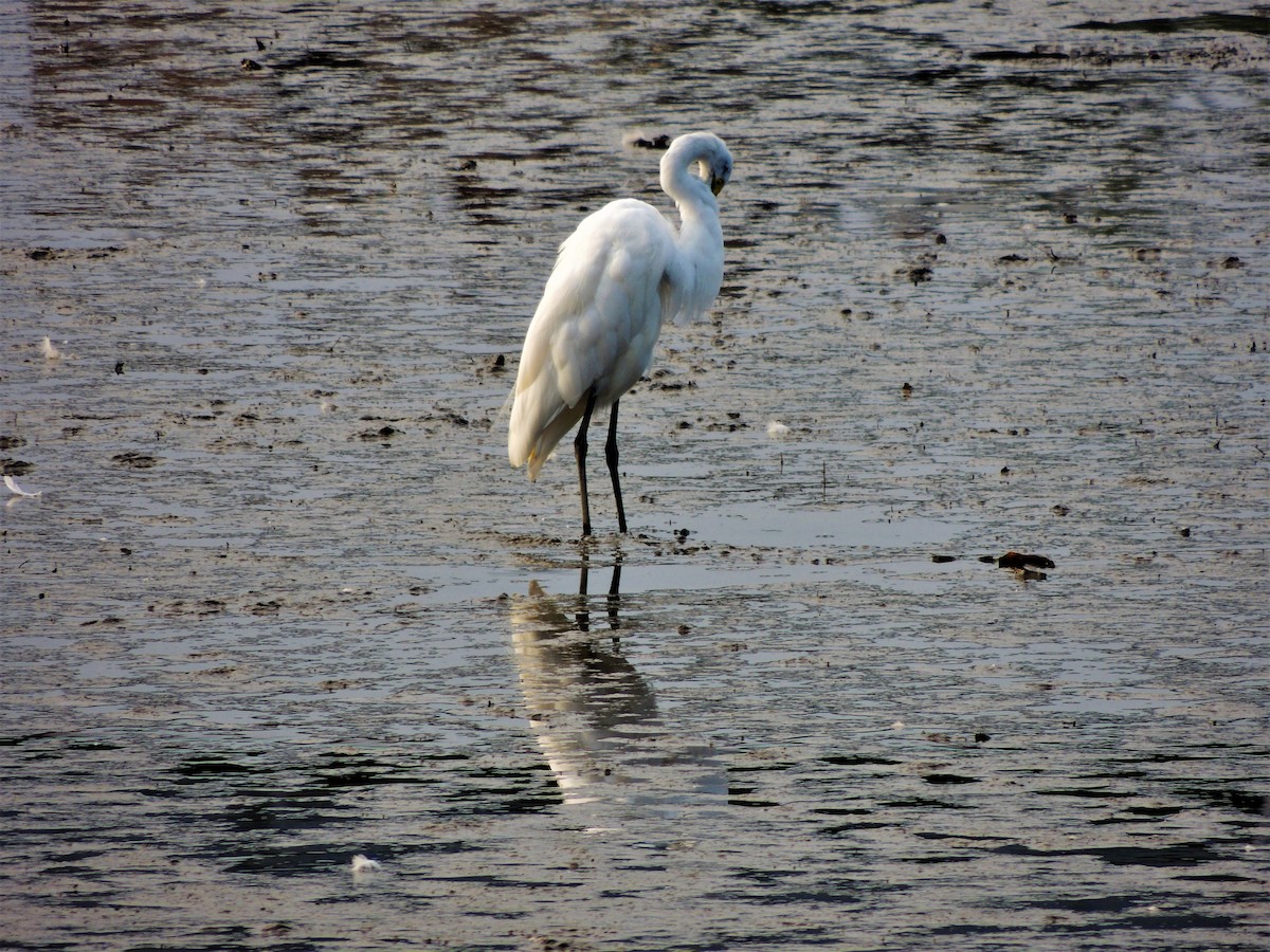 Great Egret - ML65908251