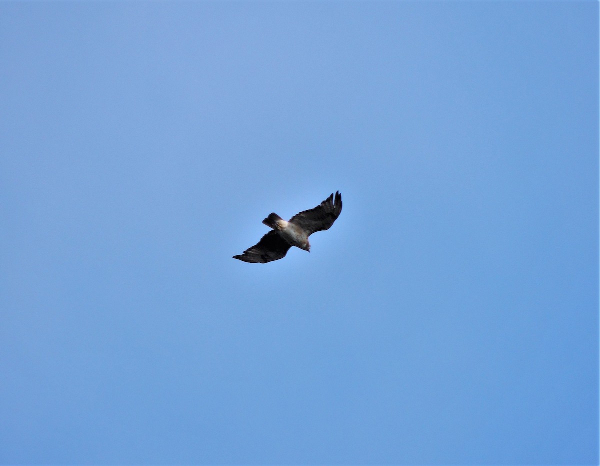 Red-tailed Hawk - ML65908271