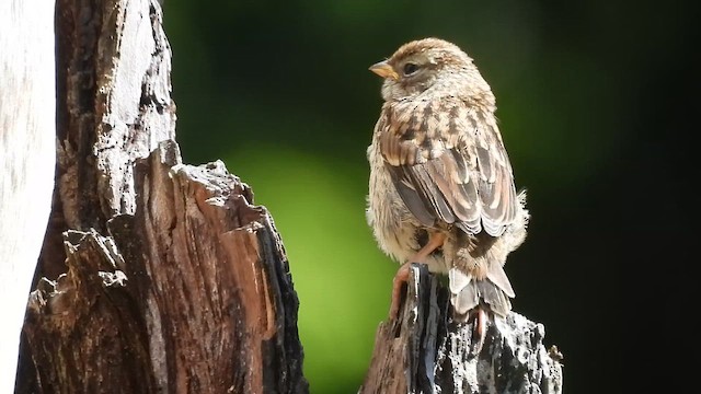 White-crowned Sparrow (pugetensis) - ML659083702