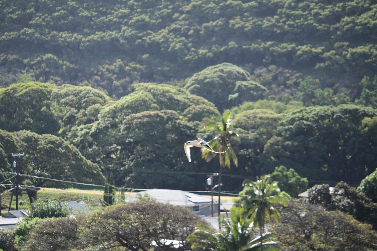White-tailed Tropicbird - ML659083721