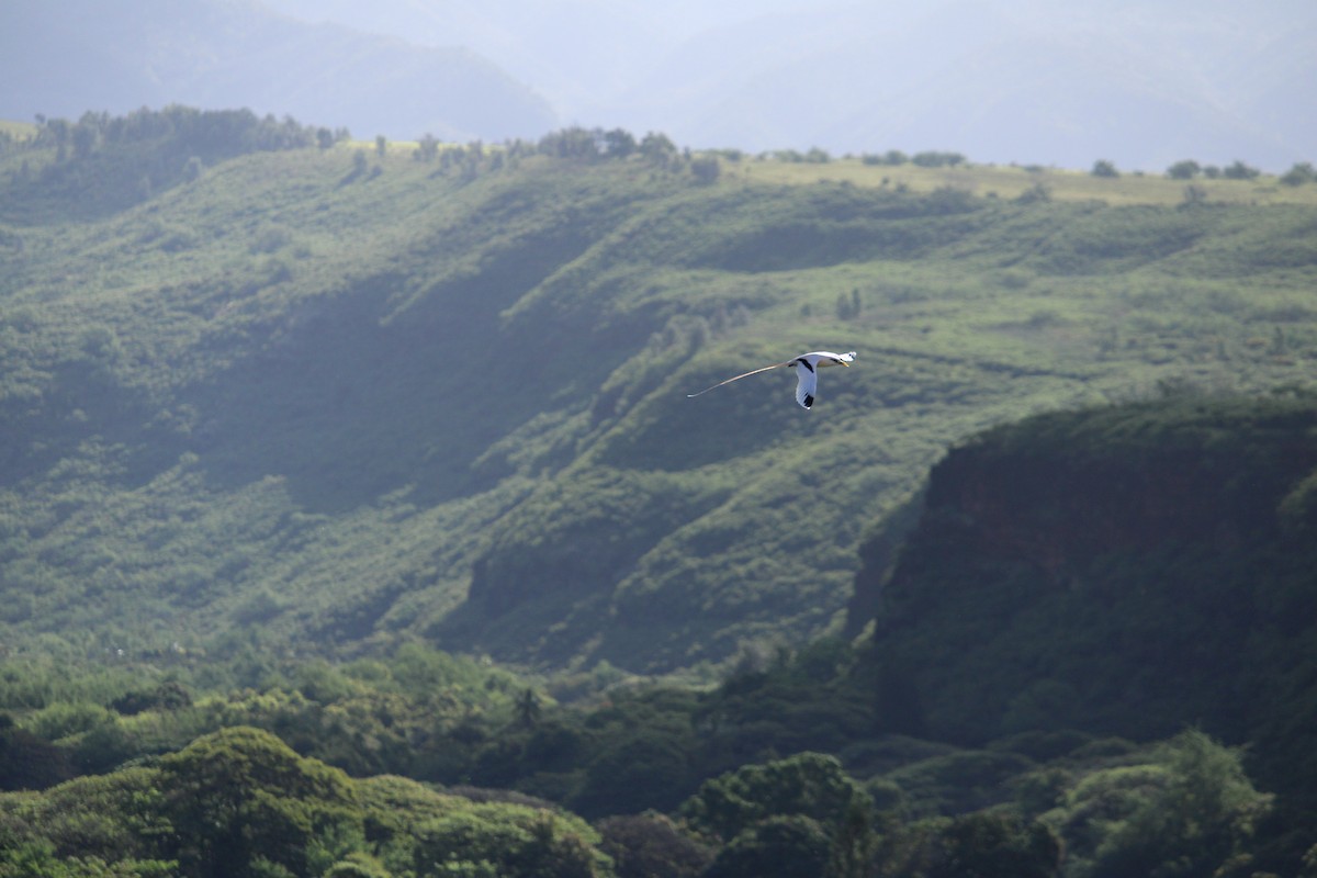 White-tailed Tropicbird - ML659083789