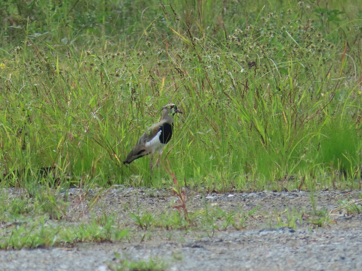Southern Lapwing - ML659084283