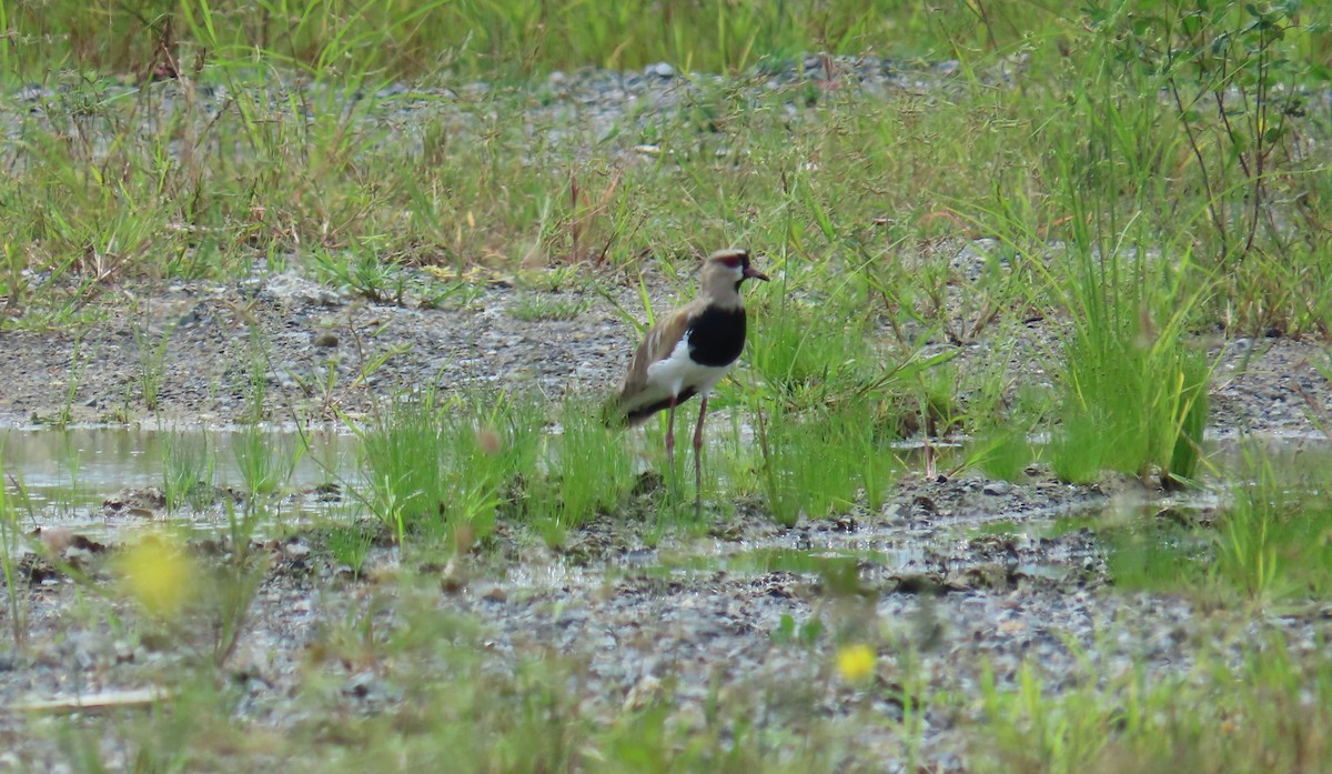 Southern Lapwing - ML659084291