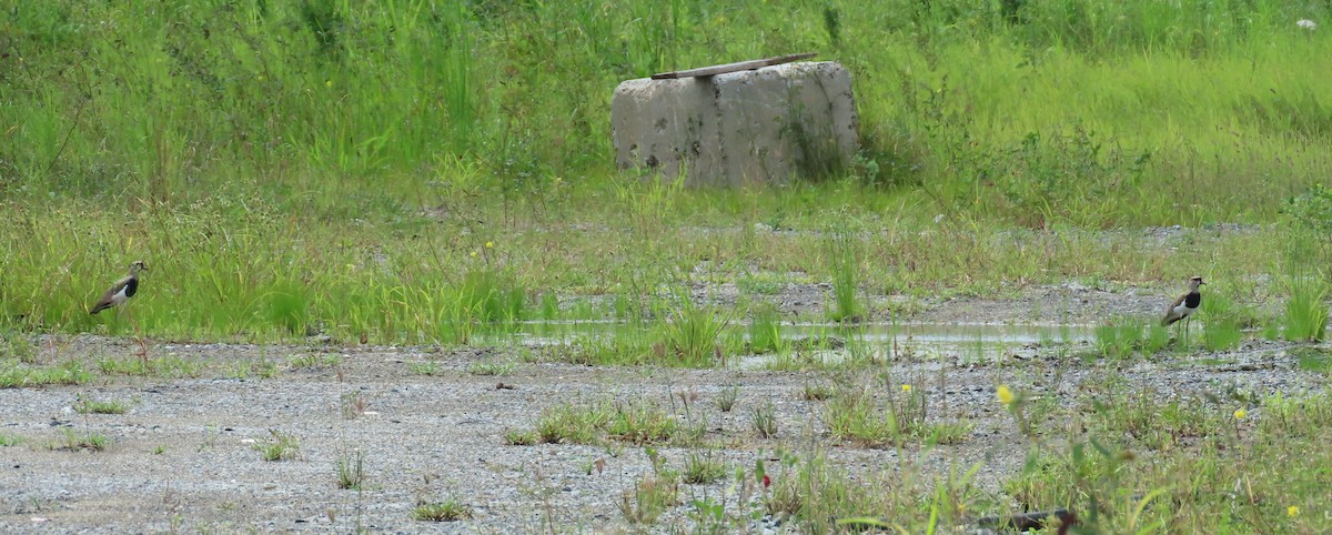 Southern Lapwing - ML659084294