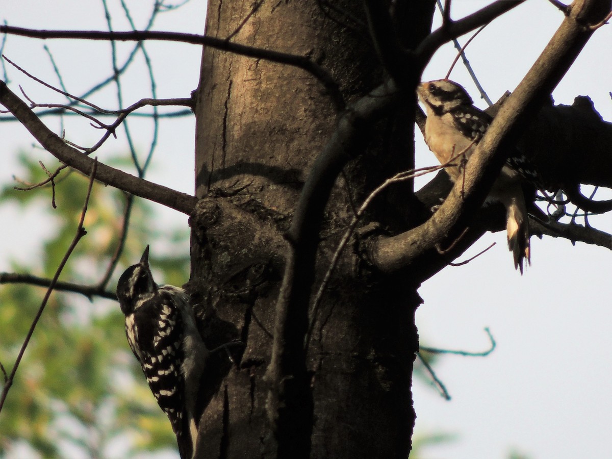 Hairy Woodpecker - ML65908441