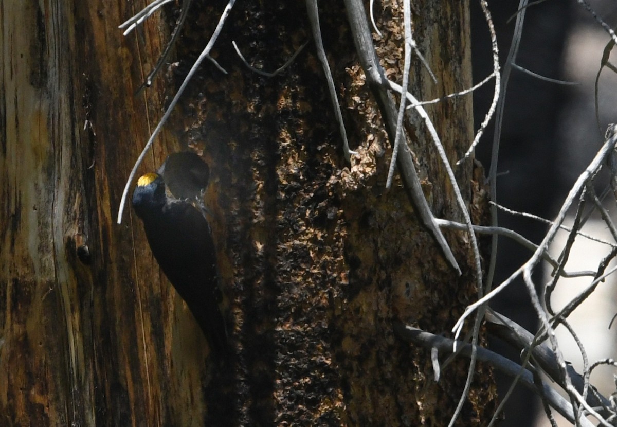 Black-backed Woodpecker - ML659084574