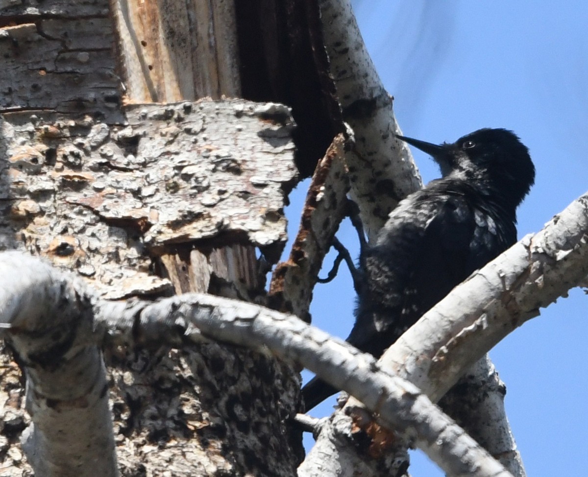 Black-backed Woodpecker - ML659084577