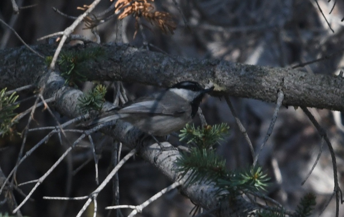 Mountain Chickadee - ML659084591