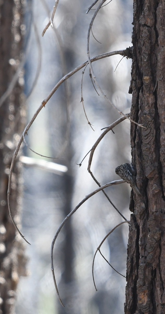 Brown Creeper - ML659084602
