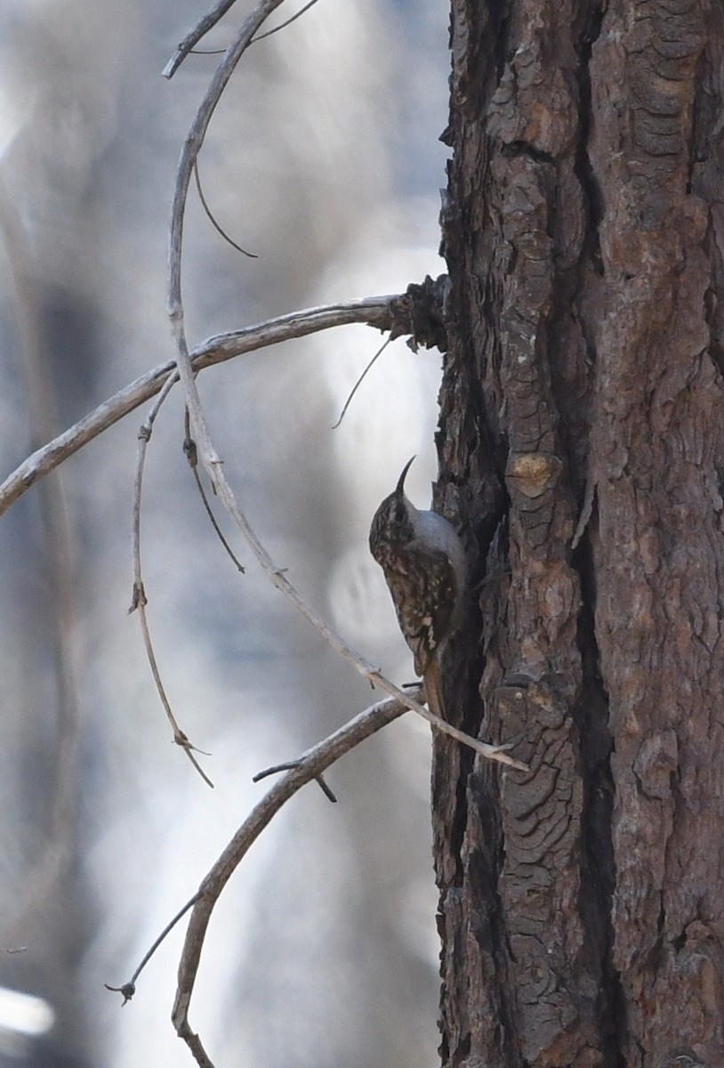 Brown Creeper - ML659084603