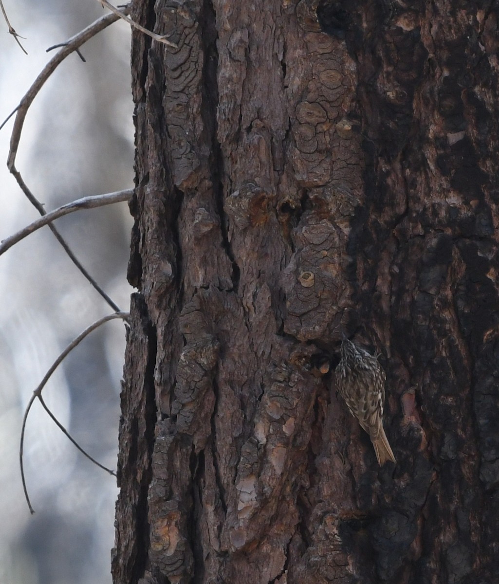 Brown Creeper - ML659084604