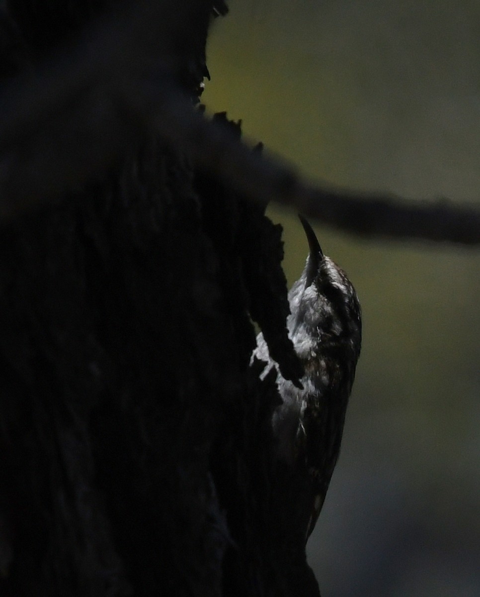 Brown Creeper - ML659084605