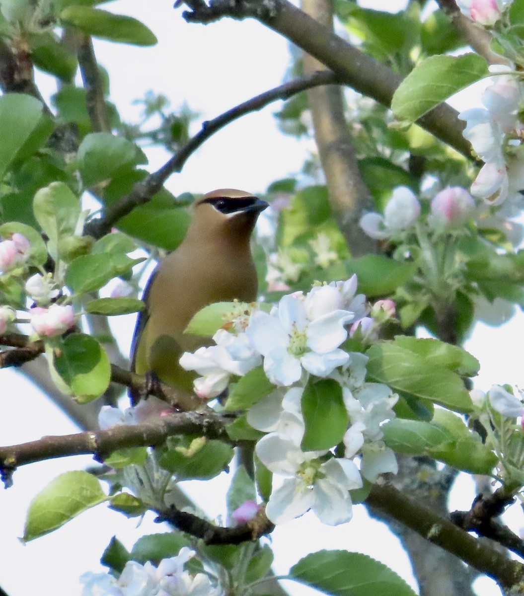 Cedar Waxwing - ML659084639