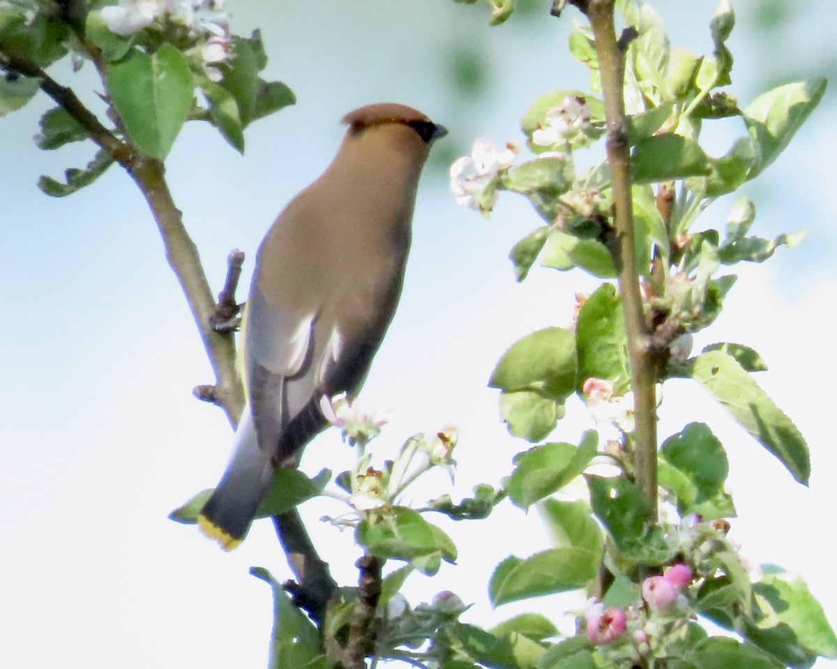 Cedar Waxwing - ML659084640