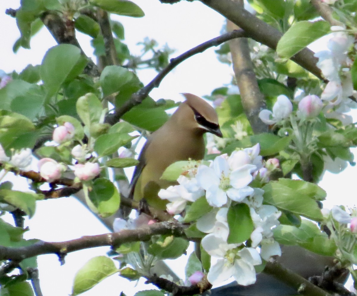 Cedar Waxwing - ML659084641