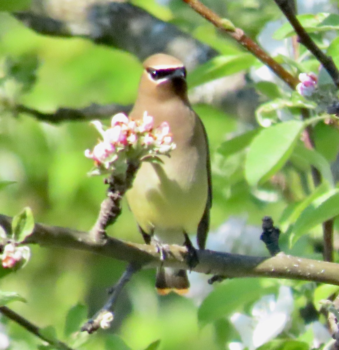 Cedar Waxwing - ML659084642