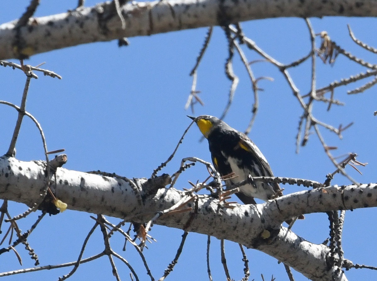 Yellow-rumped Warbler - ML659084651