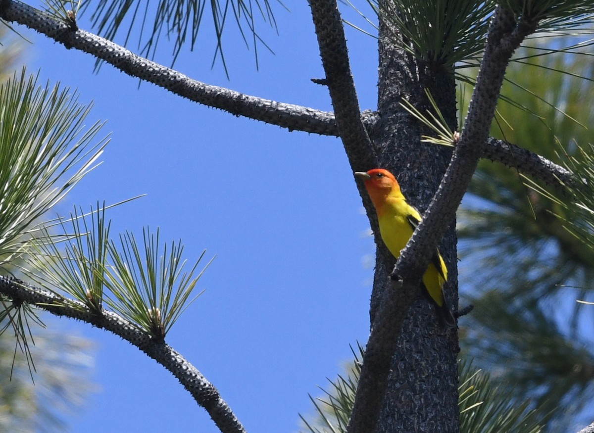 Western Tanager - ML659084673