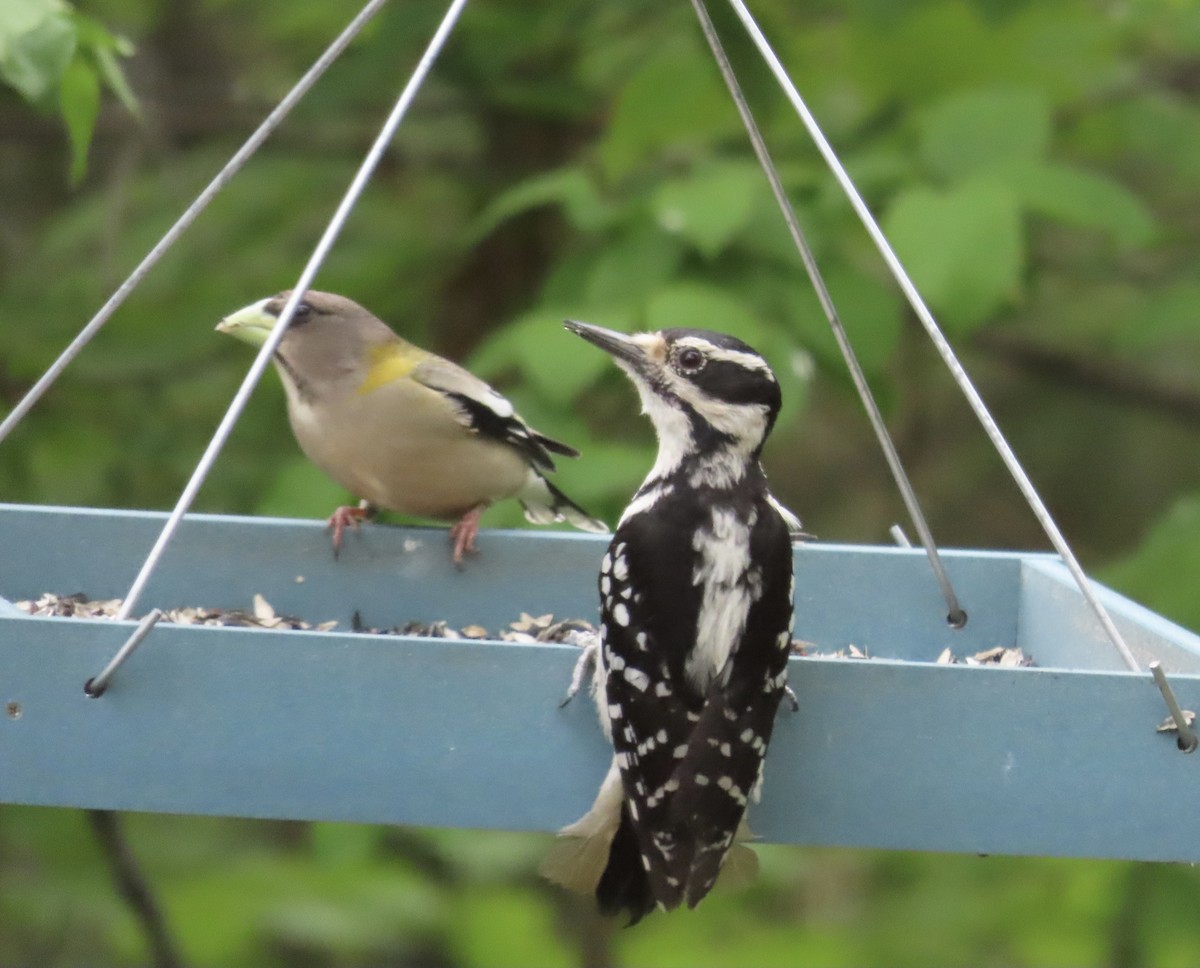 Hairy Woodpecker - ML659084727