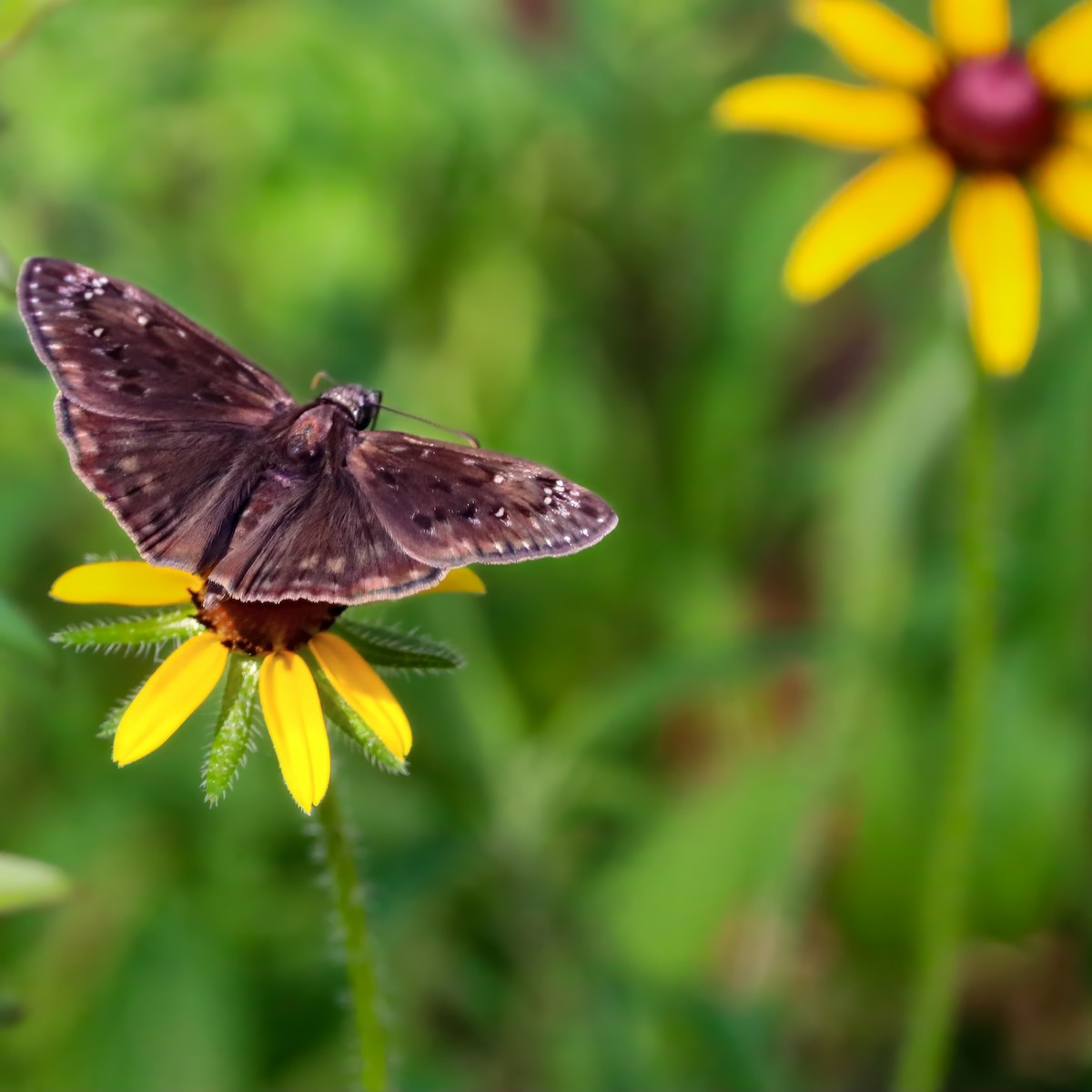 Horace's Duskywing - ML659084742