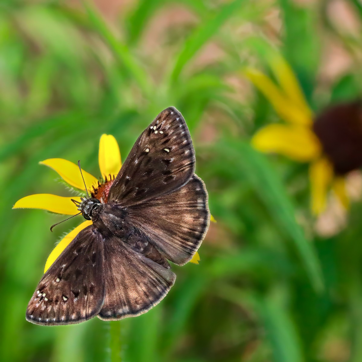 Horace's Duskywing - ML659084743