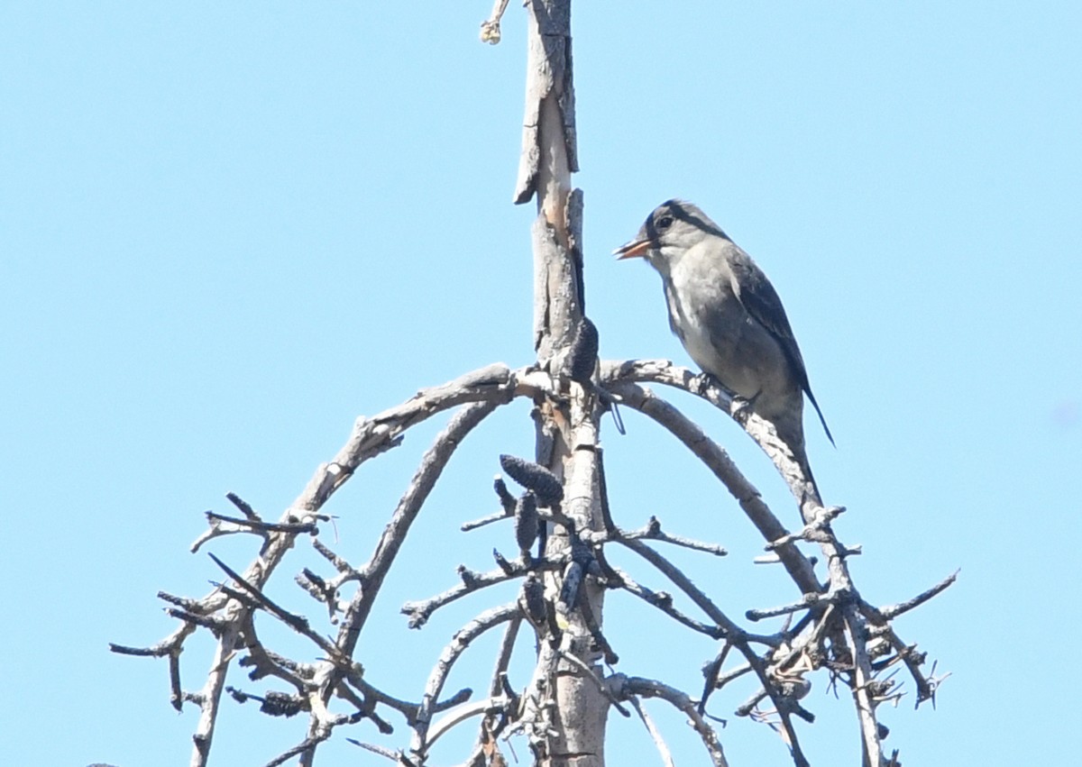 Olive-sided Flycatcher - ML659084752