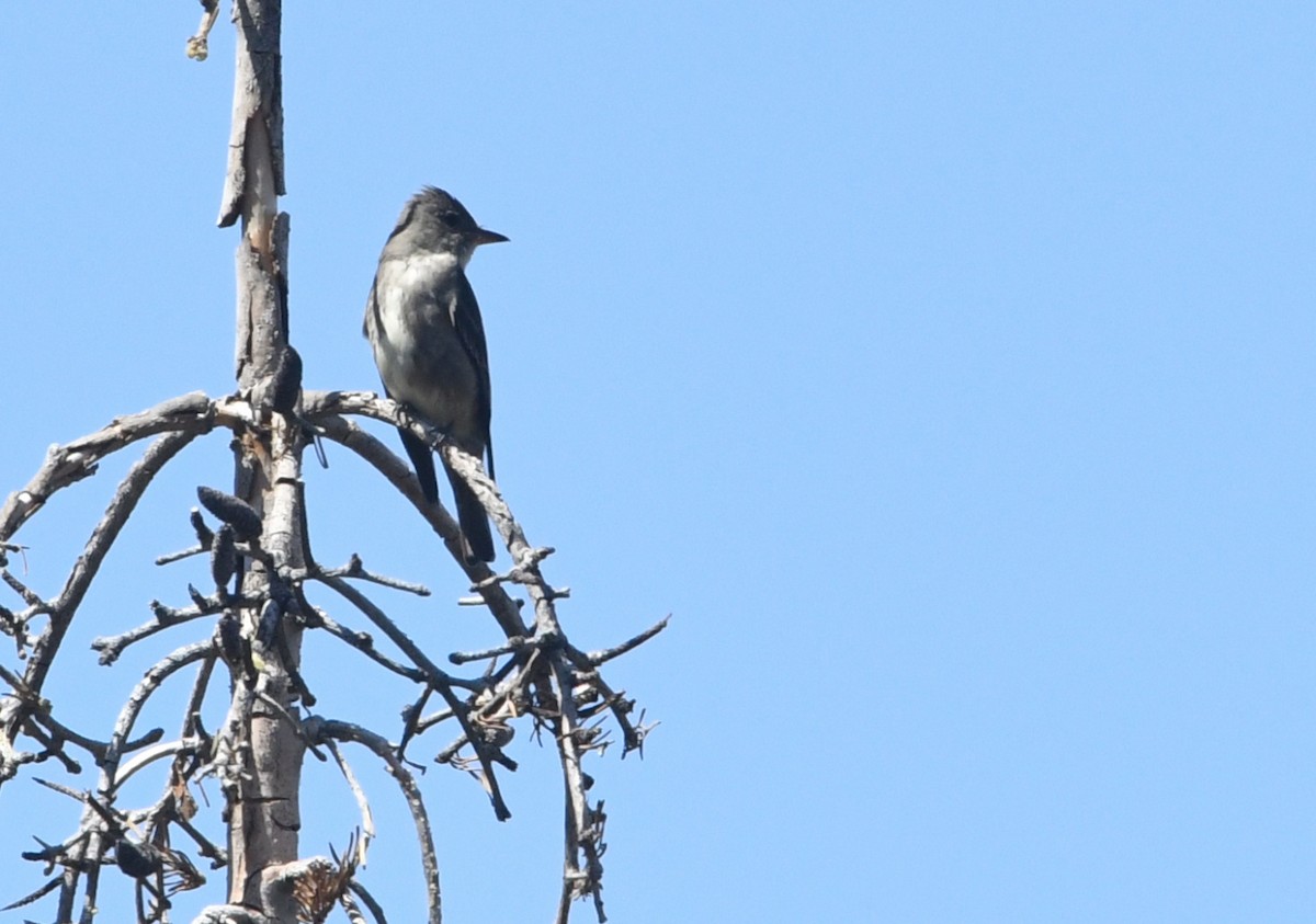 Olive-sided Flycatcher - ML659084753