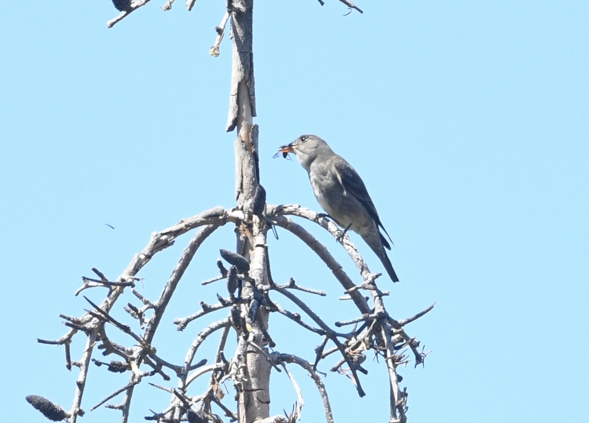 Olive-sided Flycatcher - ML659084754