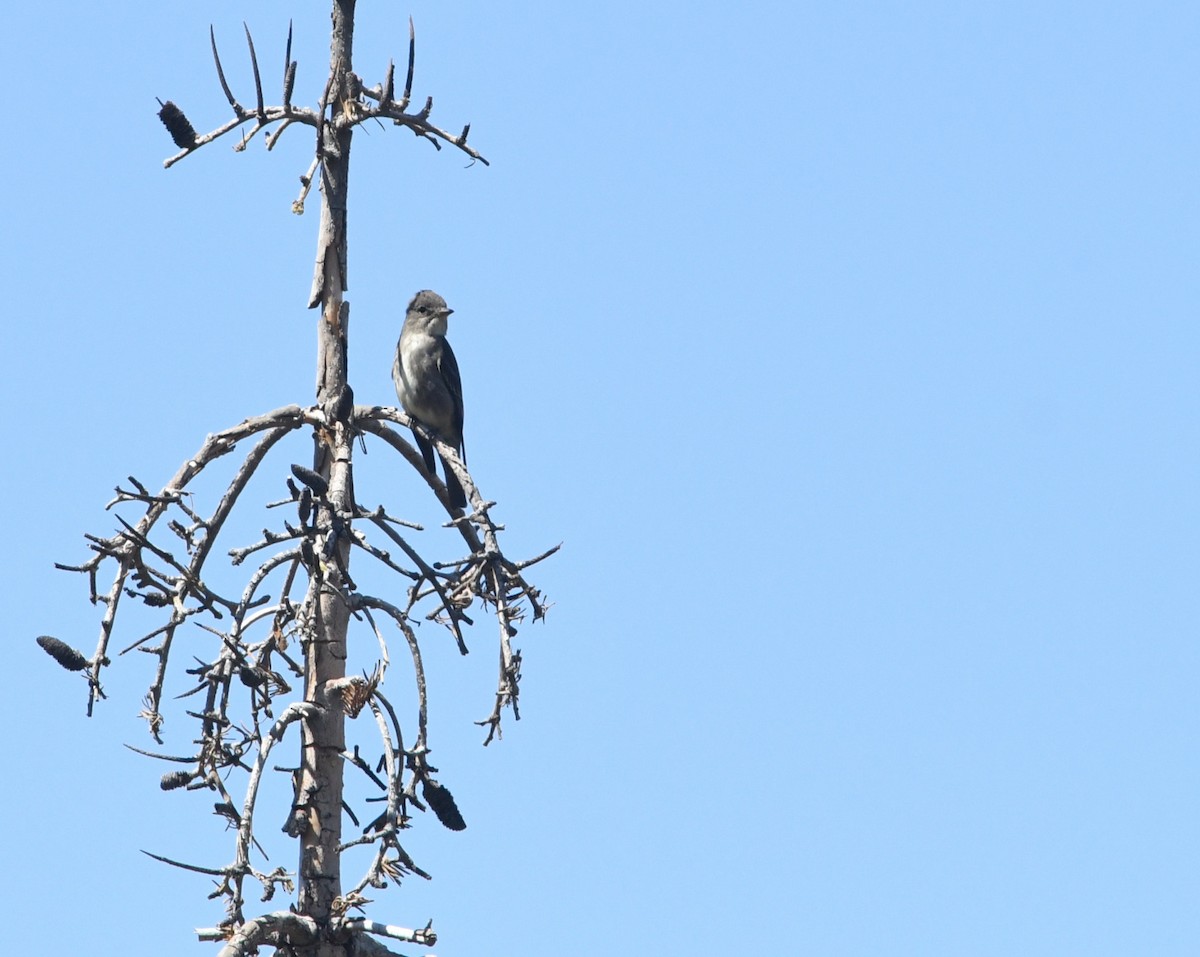 Olive-sided Flycatcher - ML659084755