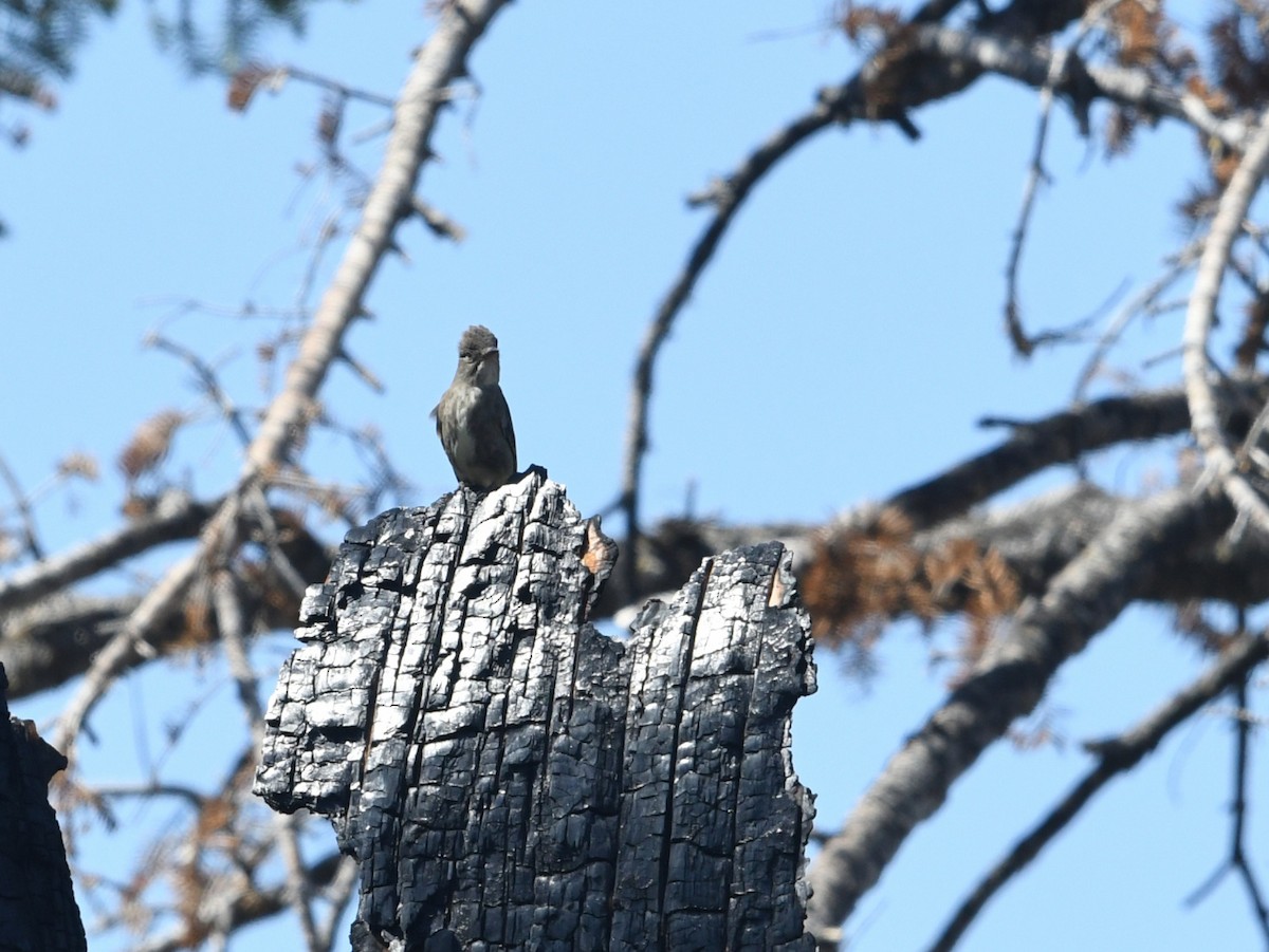 Olive-sided Flycatcher - ML659084756