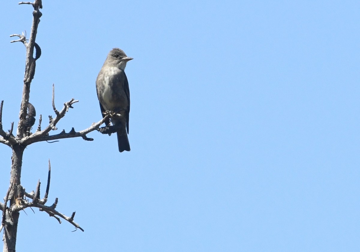 Olive-sided Flycatcher - ML659084757