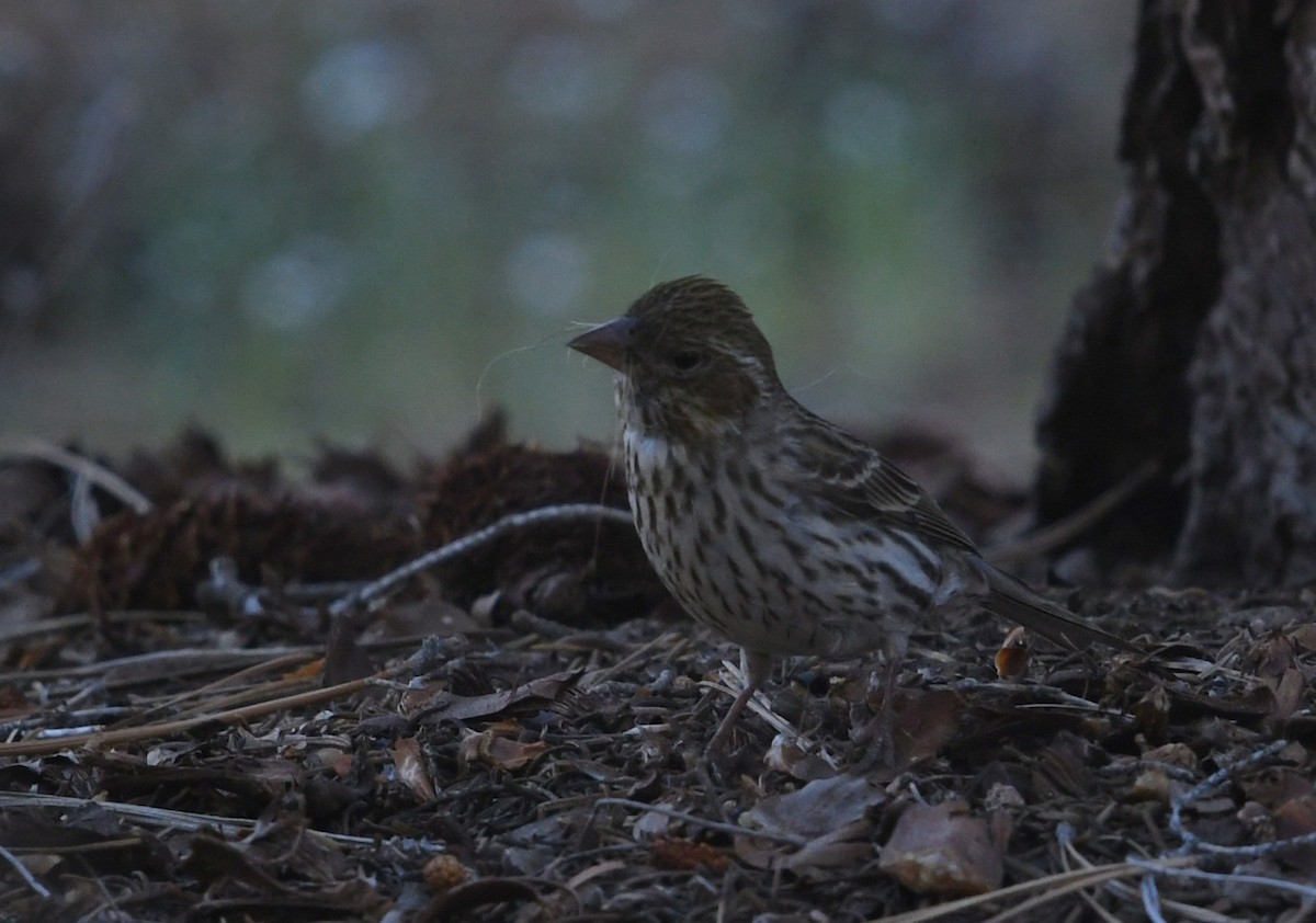 Cassin's Finch - ML659084824