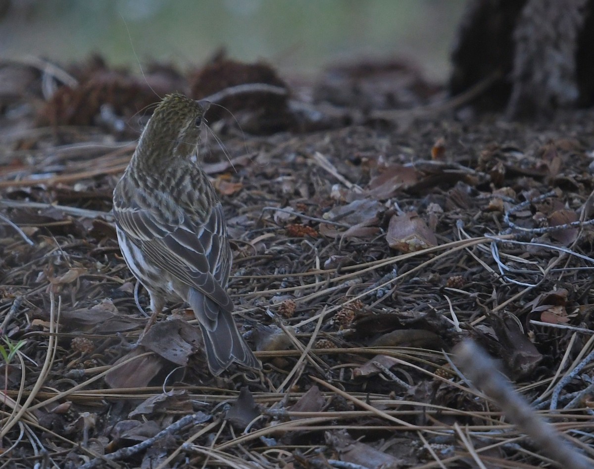Cassin's Finch - ML659084825