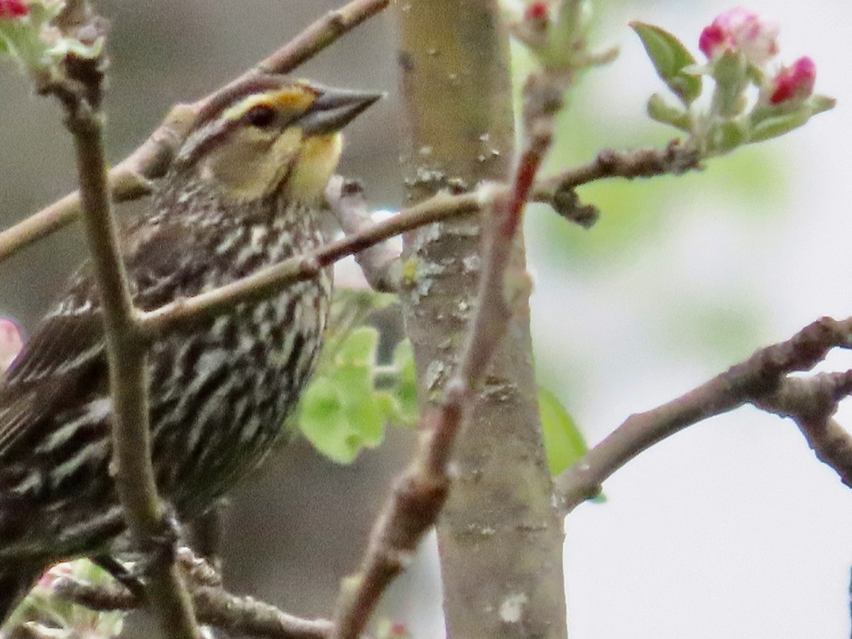 Red-winged Blackbird - ML659084863