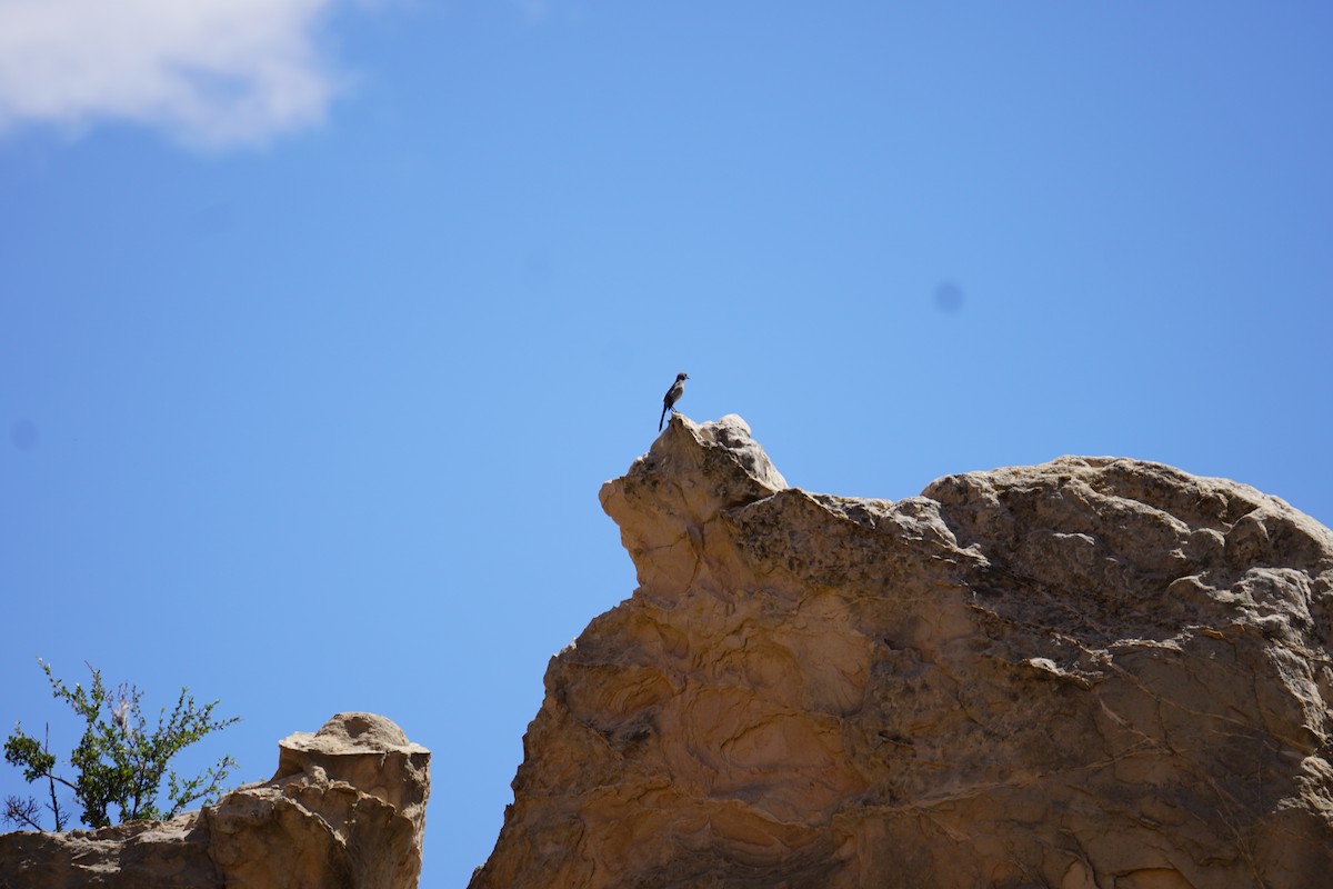 Woodhouse's Scrub-Jay - ML659084874