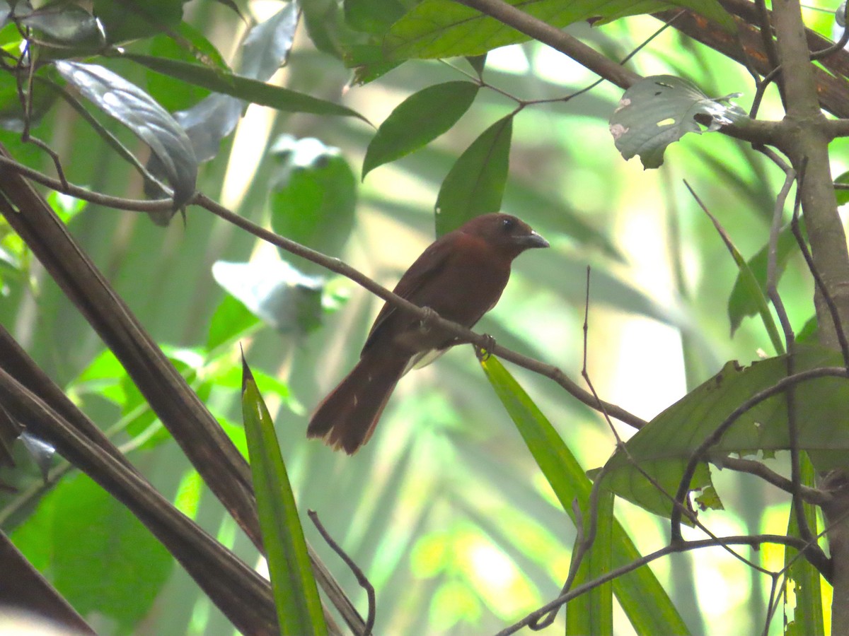 Red-crowned Ant-Tanager - ML659085319