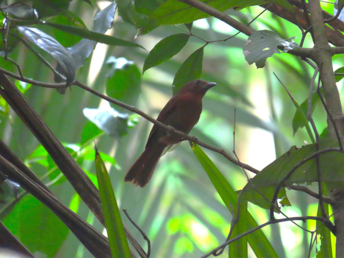 Red-crowned Ant-Tanager - ML659085320