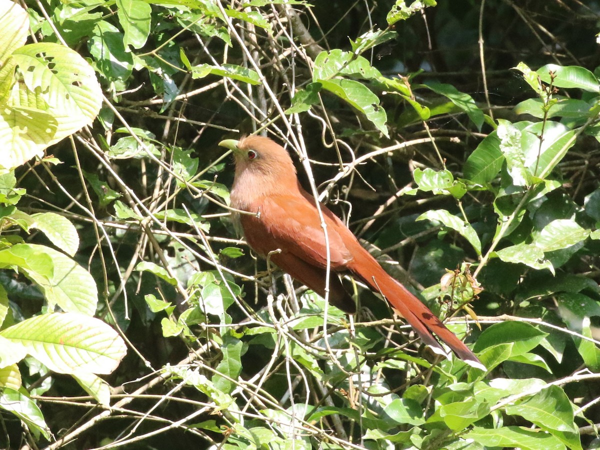 Common Squirrel-Cuckoo - ML659085330