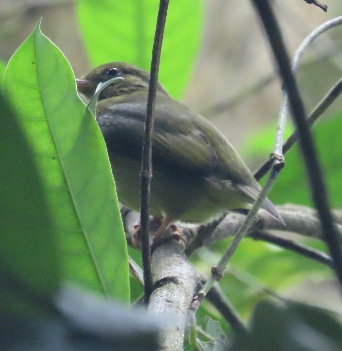 Red-capped Manakin - ML659085341